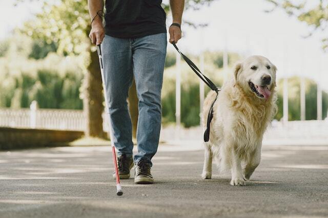 owner walking their golden retriever holding. a leash in their hand