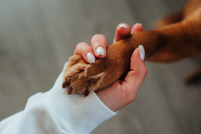 someone holding a dog's paw